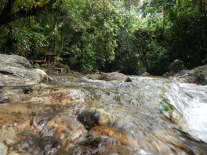 creek_through_trees